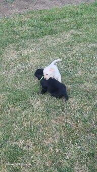 Labrador - 4