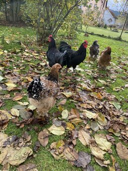 Australorpka - 4