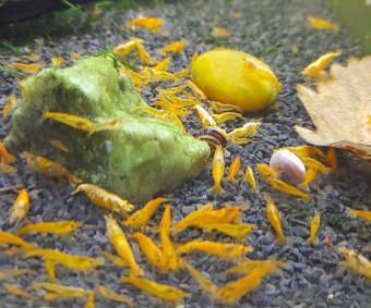 Krevetky,ryby,slimáky - 4