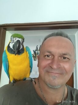 Predám 3 ročnú ara ararauna - 4