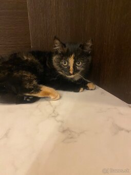 Darujem mačiatka 🐾 - 4