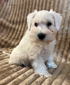 Biely malý bradáč s PP - 4