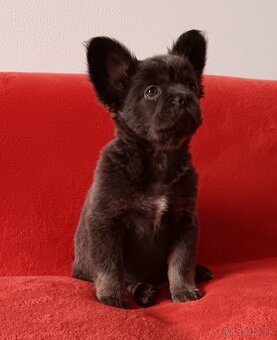 Francúzsky buldoček - 4