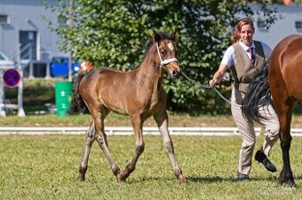 Prodám hřebce Welsh cob D - SPĚCHÁ - 4