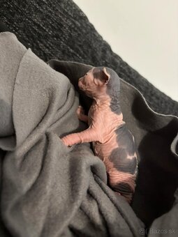 Sphynx maciatka - 4