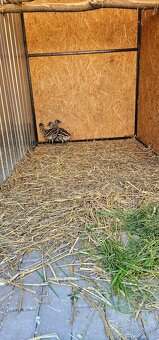 Emu hnedý - 4