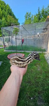 Emu hnedý - 4