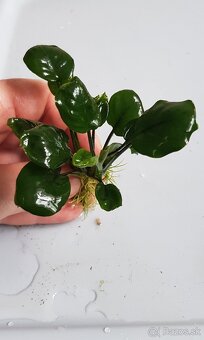 Anubias - 4