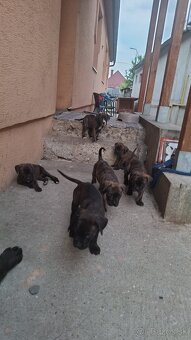Predám Cane Corso Šteniatka - 4