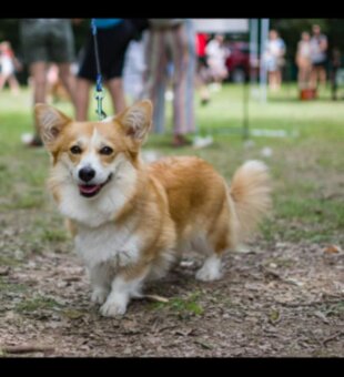 Welsh corgi pembroke s PP - 4