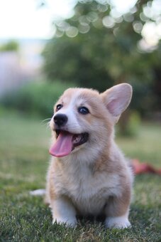 Welsh corgi pembroke s PP - 4