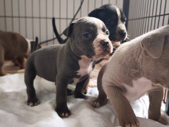 American Bully Standard - 4