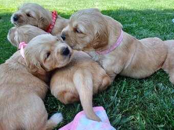 Zlatý Retriever - 4