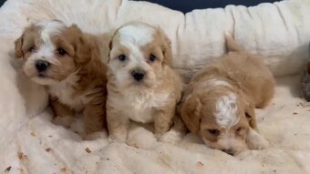 Exkluzív Maltipoo dievčatá a chlapci - 4