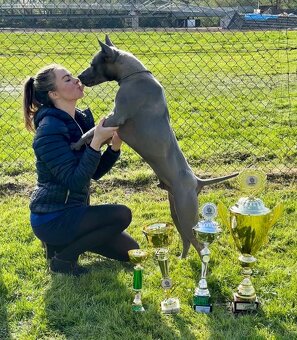 Thajský ridgeback - šteniatka - 4