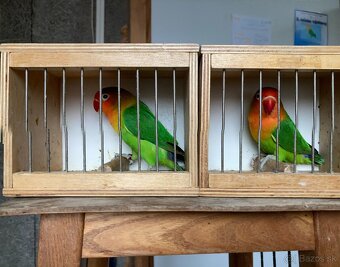 Agapornis fischeri - 4