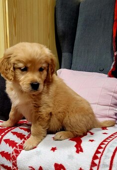 Šteniatka zlatý retriever - 4