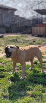 Ponúkam na krytie - 4