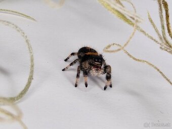 Phidippus regius „Everglades“ (Skákavka kráľovská) - 4