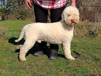 Lagotto Romagnolo - 4