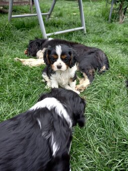 Cavalier king charles španiel - 4