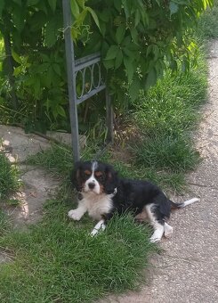 Cavalier king charles španiel - 4