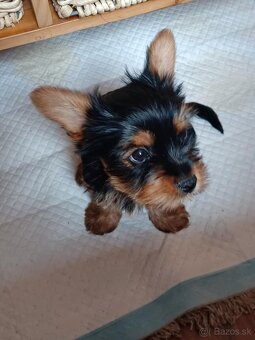 Yorkshire terrier - 4