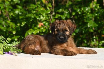 Plavé briard šteniatka s PP – výnimočné spojenie - 4