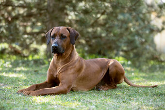 Rhodesian Ridgeback / Rodézsky ridgeback s fci PP - 4