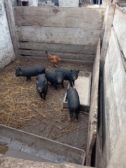 Vitnamské prasiatká - 4