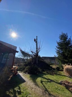 Pílenie a orez stromov - 4