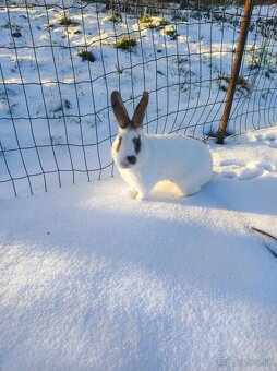 Ponukám zajace-králiky - 4