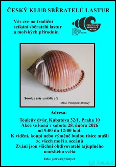 Zub - Žralok bělavý - 4