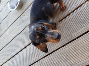 Šteniatka jazvečíka - 4