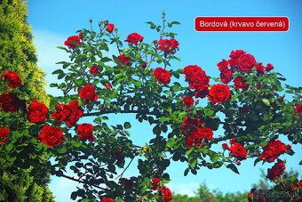 Predám popínavé ruže (ruža) - 4