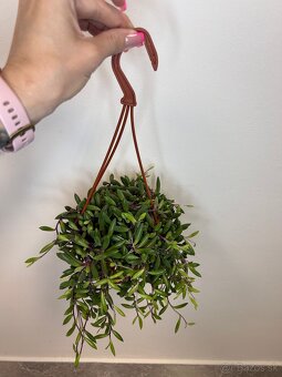Senecio herreianus ‘Purple Flush - 4