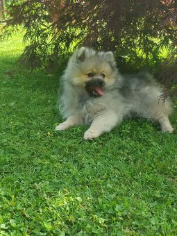 Pomeranian - 4