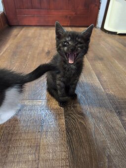 1/2 Mainská mývalia mačka/kocúr (Maine Coon) - 4