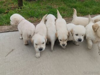 Zlatý retriever - 4
