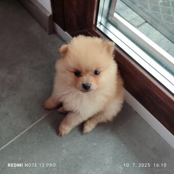 Nemecký trpaslicí špic typ pomeranian - 4
