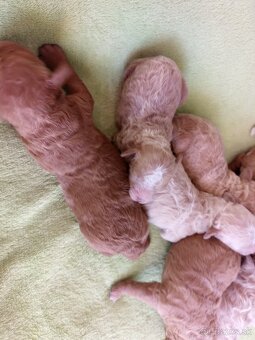 Maltipoo šteniatka - 4