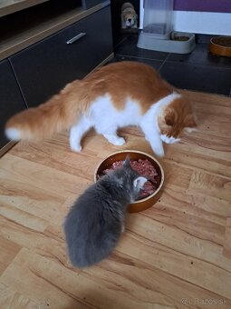 Mainska myvalia s PP - 4