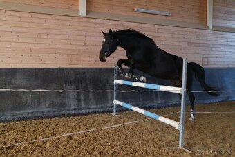 Kobyla do športu - 4