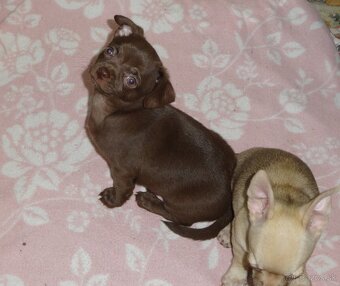 čivava krátkosrstá - 4