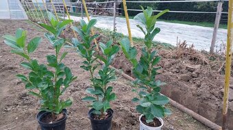 Vavrinovec lekarsky - 4