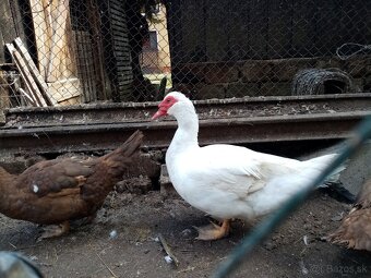 NV pižmová kačica - 4