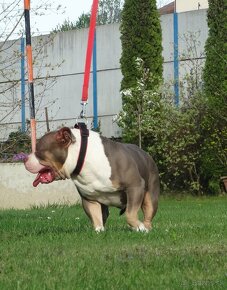 American bully - 4