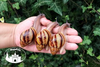 Africké slimáky Archachatina marginata ovum XXL / terárium - 4