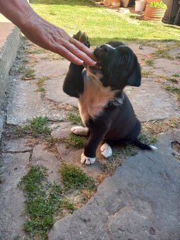 Labrador krížený so špringel španielom - 4
