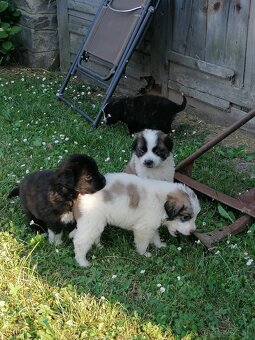 Predám kríženec Bernardín a Slovenský čuvač - 4